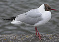 genre Chroicocephalus mouette rieuse