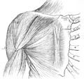 The sternalis muscle as it lies on top the pectoralis major.