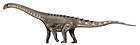 Ampelosaurus atacis