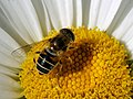 Mosca Syrphidae, Eristalis arbustorum en margarida.