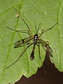 Ptychopteromorpha/ Ptychopteridae (Ptychoptera contaminata)