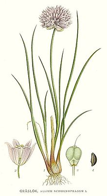 Botanical illustration