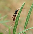 Aritranis longicauda (トガリヒメバチ亜科)