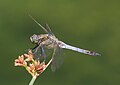 Picellwr tinddu - Orthetrum cancellatum