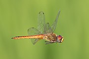 Pantala flavescens (globe skimmer) male, in flight, in a paddy field of Don Det.