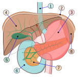 Órganos digestivos: 1.Esófago 2.Diafragma 3.Estómago 4.Hígado 5.Vesícula biliar 6.Duodeno 7.Páncreas 8.Bazo