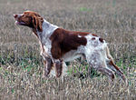 Breton, stående fågelhund av spanieltyp.