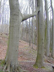 Broeder-en-zuster-beuken in het Göttinger wald