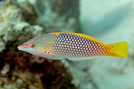 Lábrido tablero a cuadros (Halichoeres hortulanus), mar Rojo, Egipto, 2023-04-19, DD 43