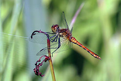 Newly emerged male