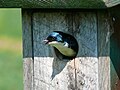 A tree swallow peeking out of a birdbox.