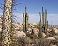 Image 47Flora of Baja California desert, Cataviña region, Mexico (from Ecosystem)