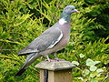 Calman-coille (Columba palumbus)