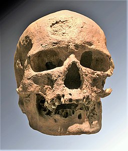 Crâne de l'un des individus découverts dans l'abri de Cro-Magnon (moulage).