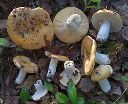 Rebupilvik Russula risigallina