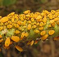 Colony on Asclepias syriaca (common milkweed)