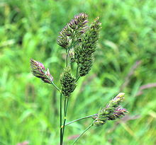 "Dactylis glomerata" in Dornoch, Scotland