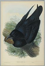 John Gould, Corvus Corax, c.1860s.