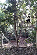 Macaco na Mata de Santa Genebra.