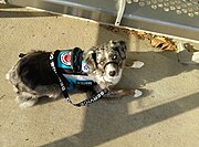 Vest with informational badges and lettered leash