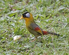 Silver-eared Mesia (Leiothrix argentauris)