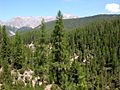 Image 20A conifer forest in the Swiss Alps (National Park). (from Ecoregion)