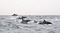 Image 9Watching spinner dolphins in the Gulf of Oman (from Tourism in Oman)