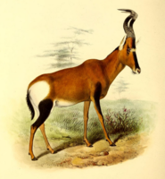 Red hartebeest