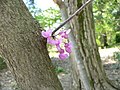 Albero di Giuda (Cercis canadensis)