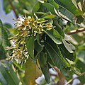 Flowers at Jayanti in Buxa Tiger Reserve in Jalpaiguri district of West Bengal, India