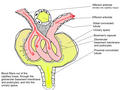 Glomerulus.