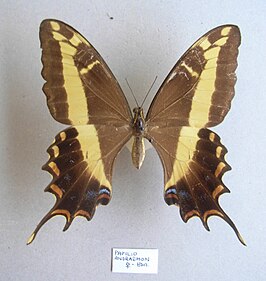 Papilio andraemon