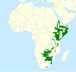 Distribución de B. erythrorynchus