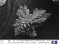 Cristallo di rame al microscopio elettronico