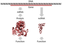 Um gene codificador de proteína no DNA sendo transcrito e traduzido para uma proteína funcional ou um gene não codificador de proteína sendo transcrito para um RNA funcional