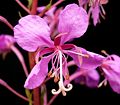 Detail květu vrbovky úzkolisté (Epilobium angustifolium)