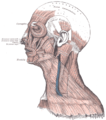 Muscles of the head, face, and neck