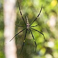 File:Nephila pilipes, Bangunjiwo, Bantul 2015-09-19 04.jpg