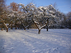 Historische appelboomgaard in Stadspark Staddijk, witte Kerst 2010