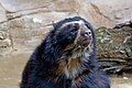 Spectacled bear