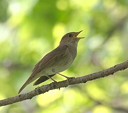 Lakštingala (Luscinia luscinia)