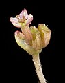 Close-up of flower