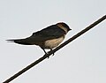 At Ananthagiri Hills, in Rangareddy district of Andhra Pradesh, India.