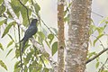 Drongo Cuckoo in Budang, Pakyong District Sikkim