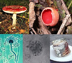 Amanita muscaria, Sarcoscypha coccinea, Rhizopus stolonifer, Chytridiomycota, Penicillium.