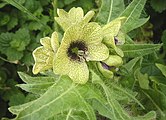 Schwarzes Bilsenkraut (Henbane oder Shikaron)