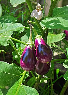 Solanum melongena 26 08 2012 (1).JPG