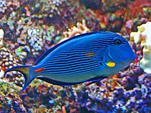 Acanthurus sohal