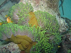 Le poisson-clown des Maldives (Amphiprion nigripes) vit en association exclusive avec l'anémone Heteractis magnifica.