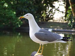 Vidusjūras kaija (Larus michahellis)